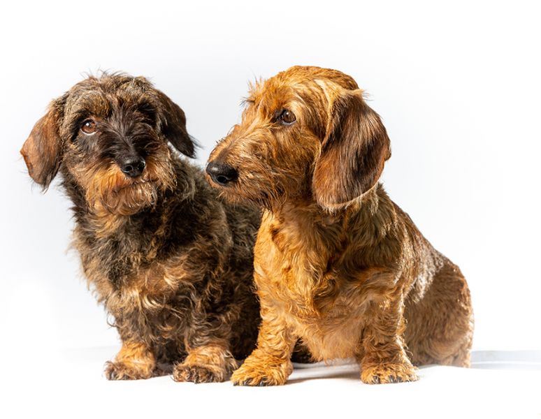 Honden plukken Gemert Trimsalon Okidoki